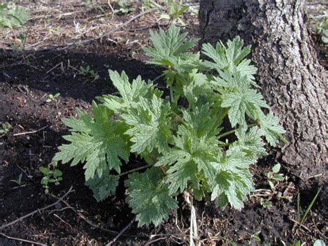 Motherwort | Integrated Crop Management