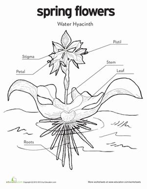 Water Hyacinth Diagram