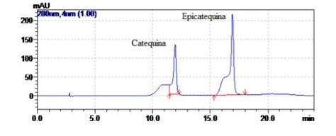 Standard Chromatogram Of Catechin And Epicatechin Respectively Download Scientific Diagram