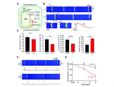 Effects of countercurrent inhibition on SR Ca 2+ regulation and the ...