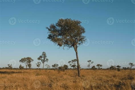 African savannah landscape 26213026 Stock Photo at Vecteezy