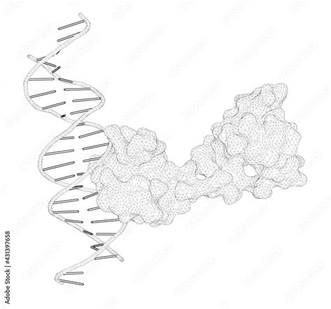 D Rendering As A Line Drawing Of A Biological Molecule Dna Binding By