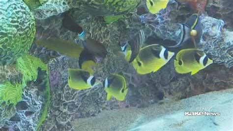 Fish arrive at new Scheels aquarium as grand opening nears