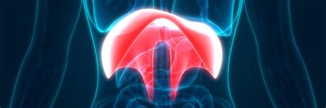 Diaphragm Disorders Treatment - NYC | ColumbiaDoctors