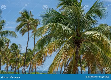 Beautiful Group Of Palm Trees Over Blue Skies In South Beach Miami