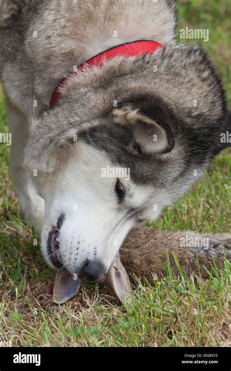 Siberian Husky Canis Lupus Familiaris Um Ein Wildkaninchen