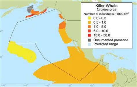 Killer whale (Orcinus orca ) mean observed density (Kaschner et al ...