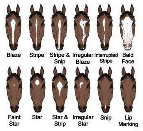 21 best ☪Equine markings☪ images on Pinterest | Horses, Horse markings and Horse anatomy