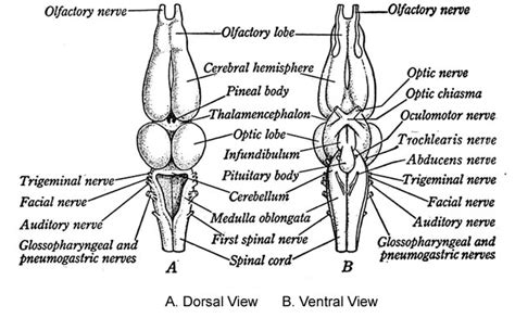 Anatomy Of A Frogs Brain - Diagram Of A Frogs Brain