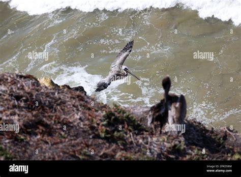 Views Of California Brown Pelican Birds On Pismo Beach California Usa
