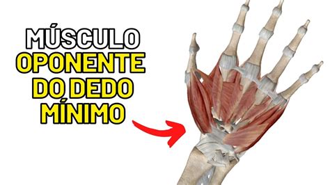 Músculo OPONENTE do dedo mínimo MIOLOGIA DA MÃO Aula de Anatomia