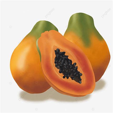 Papaya Fruit Illustration - Free Download