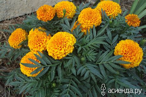 Бархатцы. Имеретинский шафран.: Дневник пользователя Татьяна Векленко