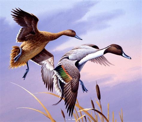 Waterfowl Paintings By Jim Killen 30 Duck Art Hunting Art Waterfowl Art
