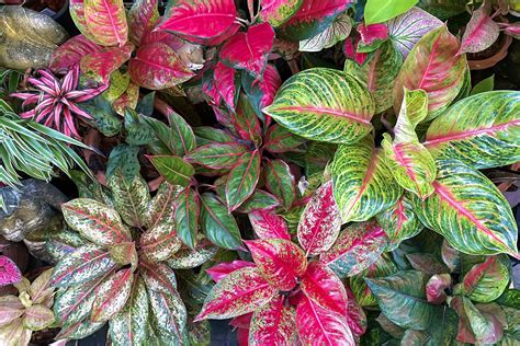 Aglaonema Plant Information Chocmales