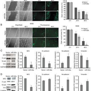 Overexpression Of MiR 92a 3p Alters The Cytoskeletal Organization Of