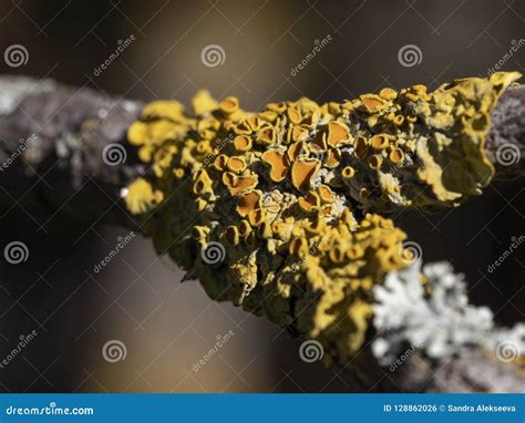 A Closeup Of Yellow Parasitic Tree Fungus On A Tree Branch Stock Photo