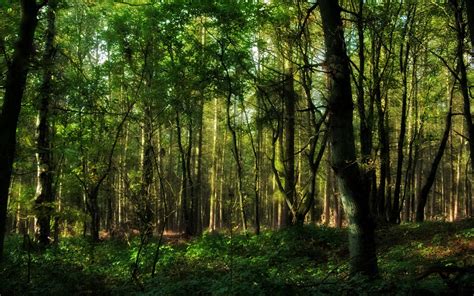 Wallpaper Sunlight Trees Landscape Grass Wood Branch Green