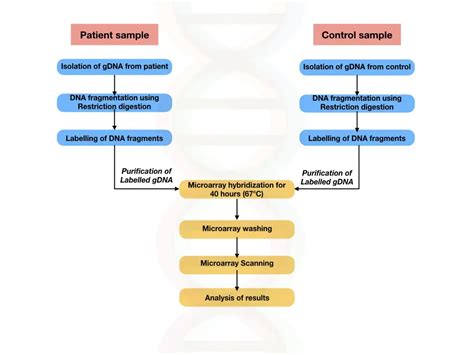 6 Types Of Microarray Based Genetic Testing Genetic Education