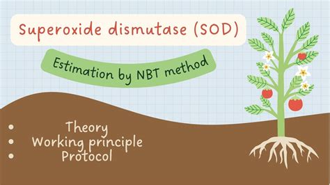 In Vitro Superoxide Dismutase Determination In Plants By Nitro Blue Tetrazolium Nbt Method