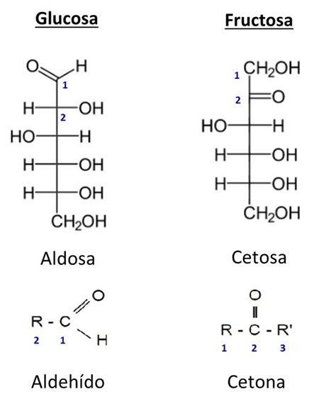 Qué Son Los Azúcares Concepto Y Clasificación Química Significados