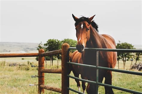 Premium Photo Beautiful Shot Of A Brown Horse Staring At The Camera