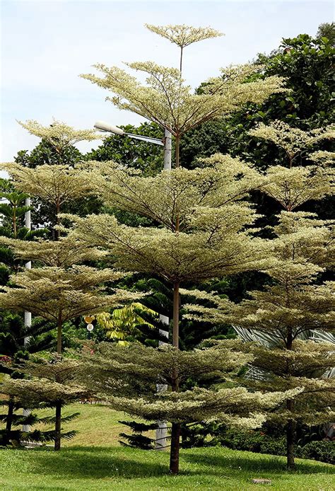 Terminalia buceras (L.) C. Wright - variegated | Raub, Pahan… | Flickr