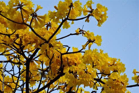 Araguaney Handroanthus Chrysanthus O Tabebuia Chrysantha Es Una Especie