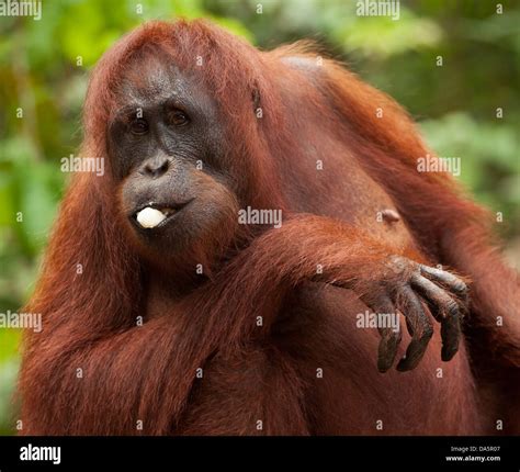 What Do Orangutans Eat