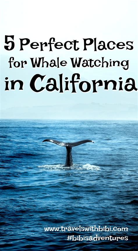 5 Perfect Places To Whale Watch In California Whale Watching Whale