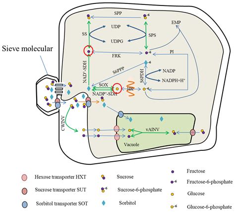 Changes And Response Mechanism Of Sugar And Organic Acids In Fruits