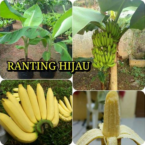 Jual Bibit Pisang Ambon Mini Di Lapak Ranting Hijau Bukalapak