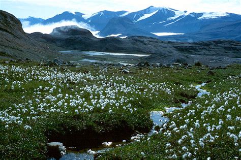 Vegetation and Animals - High-latitude tundra