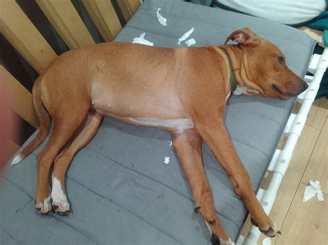 Rhodesian Ridgeback - Beckenham - PetsForHomes