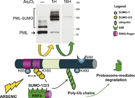 Pml Or Pml Rara Degradation By Arsenic Trioxide Arsenic Enhances