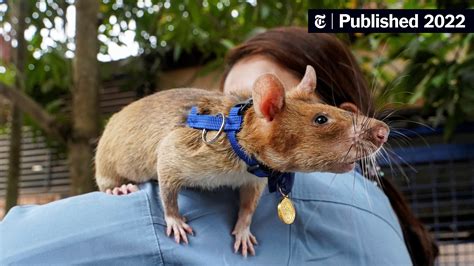 Magawa Hero Rat That Hunted Land Mines Dies In Retirement The New