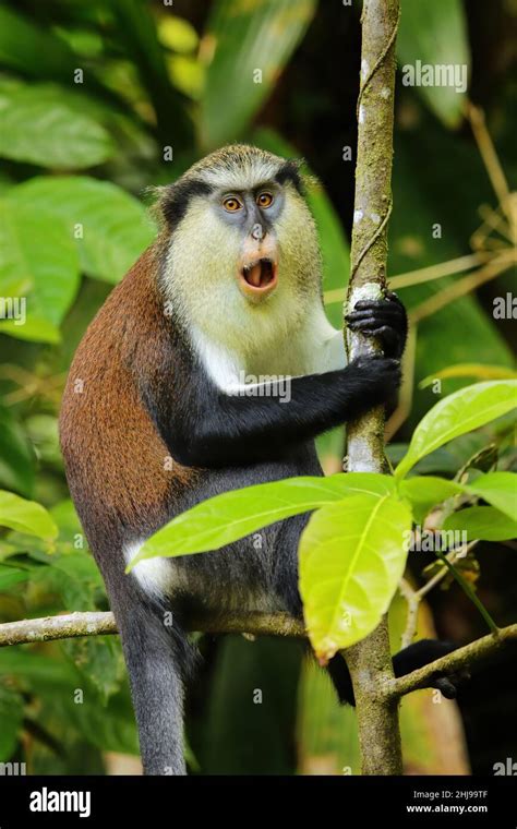 Mona Monkey Cercopithecus Mona Sitting On A Tree Grand Etang