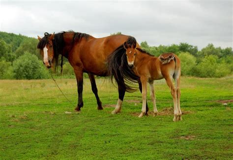 Horse and foal — Stock Photo © GPeshkova #1219662