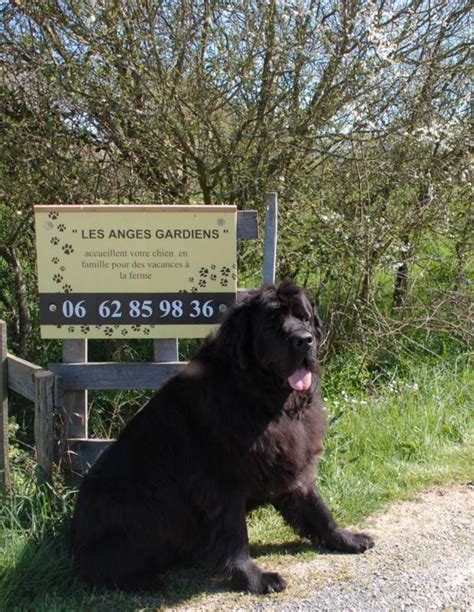 Garde Chien Issoudun Garde De Chiens