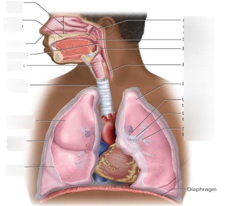 Anatomy Lecture Exam 3 Diagram Quizlet