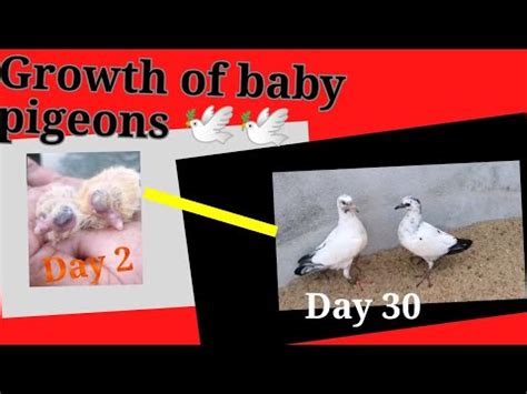 Growth Of Baby Pigeons 1 30 Days Pakistan Kiran