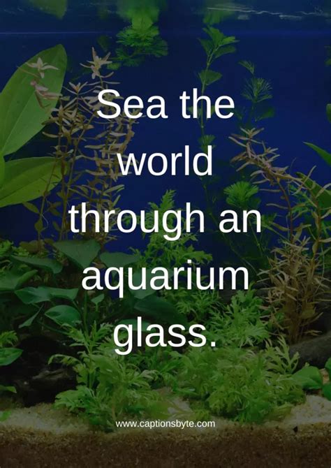 Aquarium Instagram Captions Top Picks For Marine Lovers