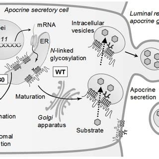 Detection of SNP 538G A in ABCC11 gene. (A) Strategy and primers for... | Download Scientific ...