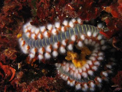 Allerta Vermocane L Allarme Raggiunge Le Spiagge Delle Canarie