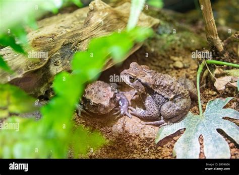 Le crapaud commun japonais Bufo japonicus est une espèce de crapaud