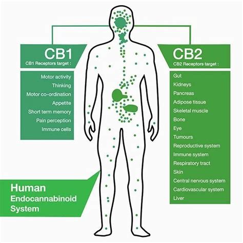 What Is The Endocannabinoid System Hempwell Cbd