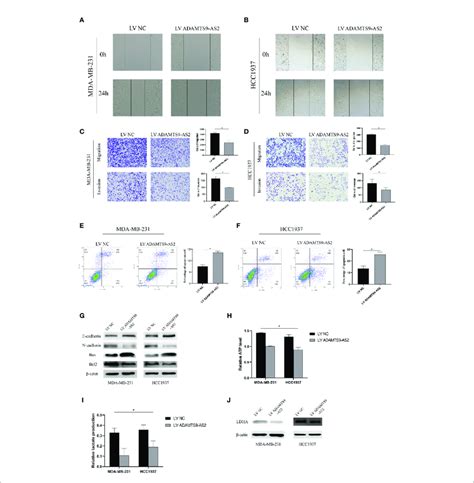 Adamts9 As2 Regulates Tnbc Cell Invasion Metastasis And Cell Cycle