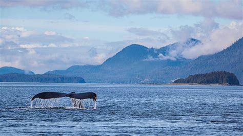 Mendenhall Glacier & Juneau Whale Watching Combo Tour - Juneau Tours ...