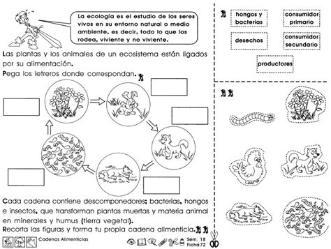 Cadenas Alimenticias 3er Grado Artofit