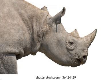 1 242 Rhinoceros Profile Stock Photos Images Photography Shutterstock